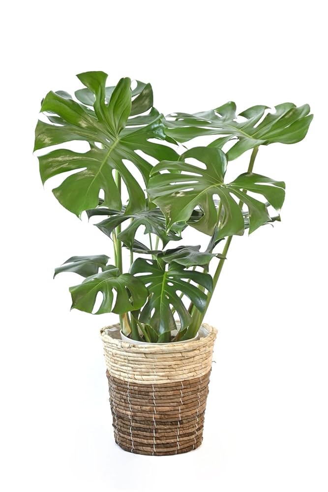 Amazon｜観葉植物 本物 モンステラ 7号鉢 (レギュラーサイズ